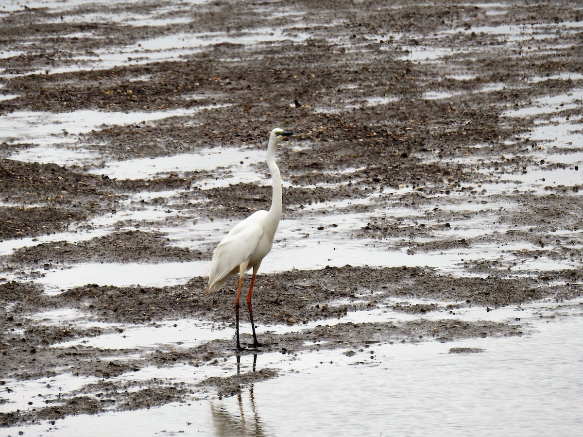 Great Egret (modesta) - ML77719641