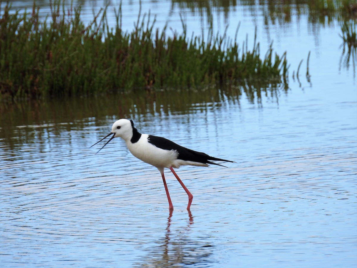 Pied Stilt - ML77719811