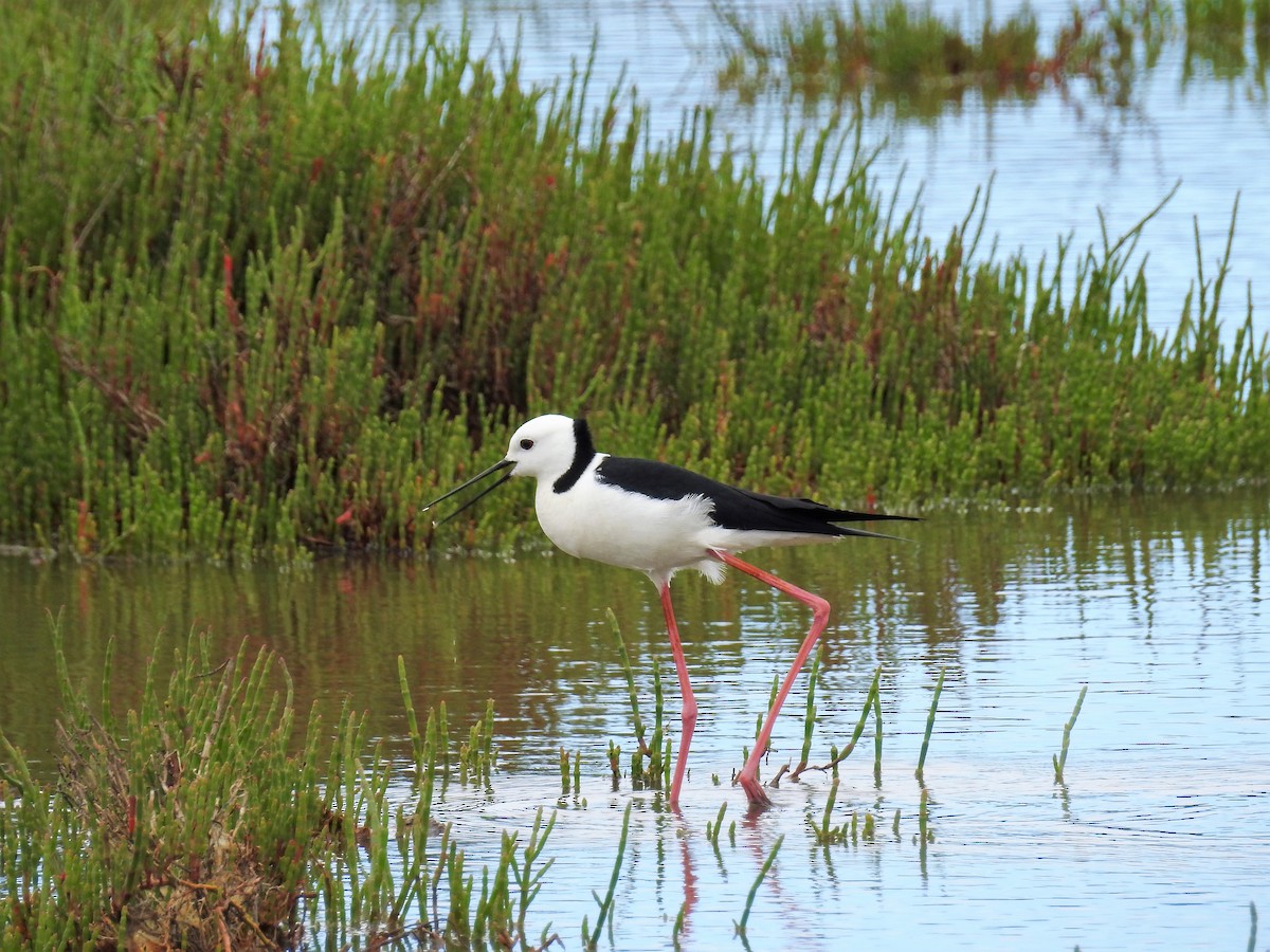 Pied Stilt - ML77719841