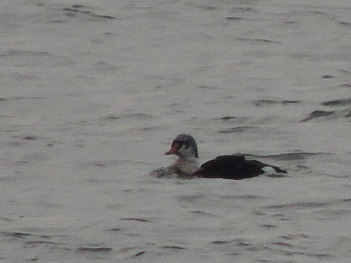 King Eider - Lisa Scheppke