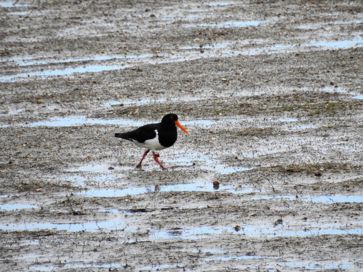 Pied Oystercatcher - ML77719921