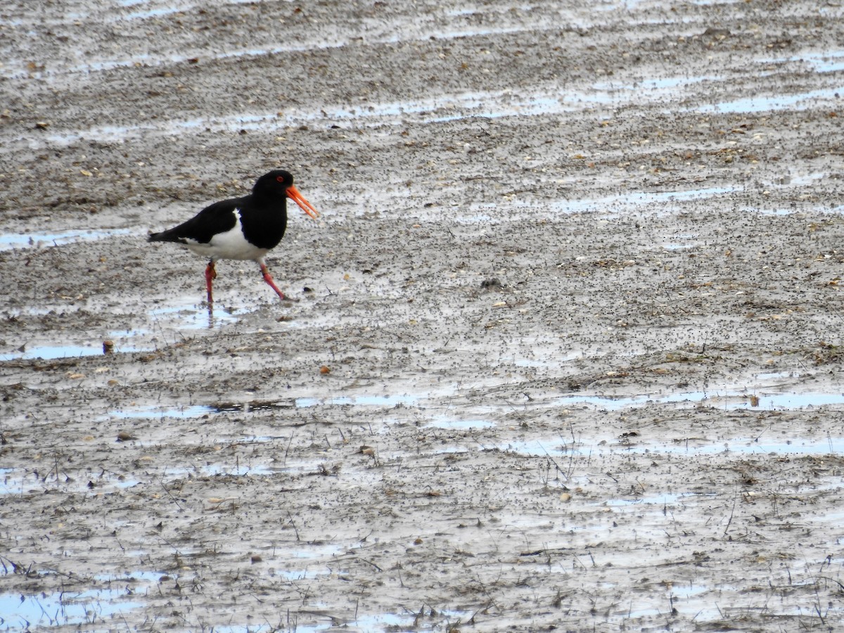 Pied Oystercatcher - ML77719961