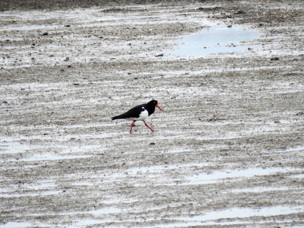 Pied Oystercatcher - ML77719981