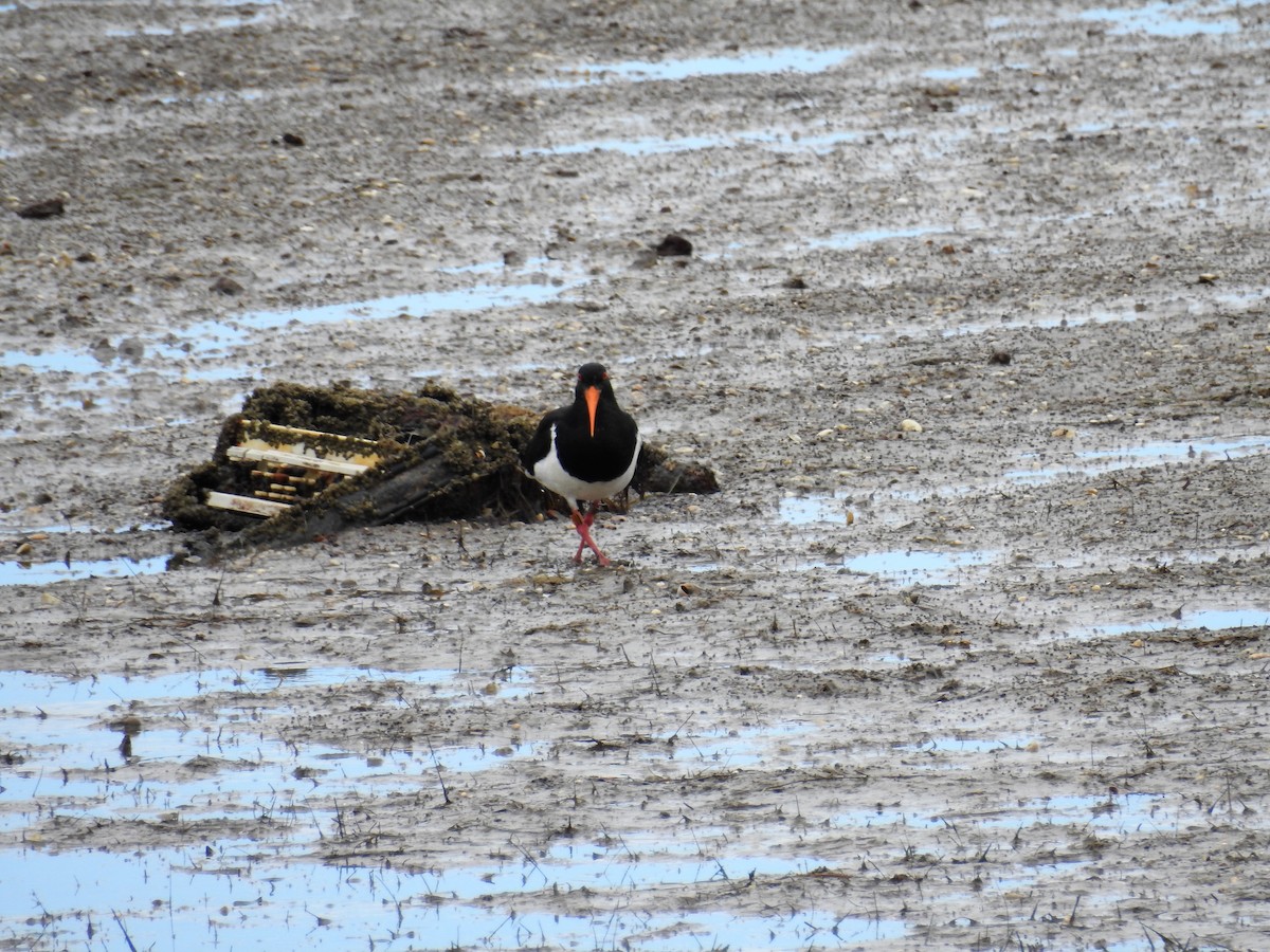 Pied Oystercatcher - ML77719991