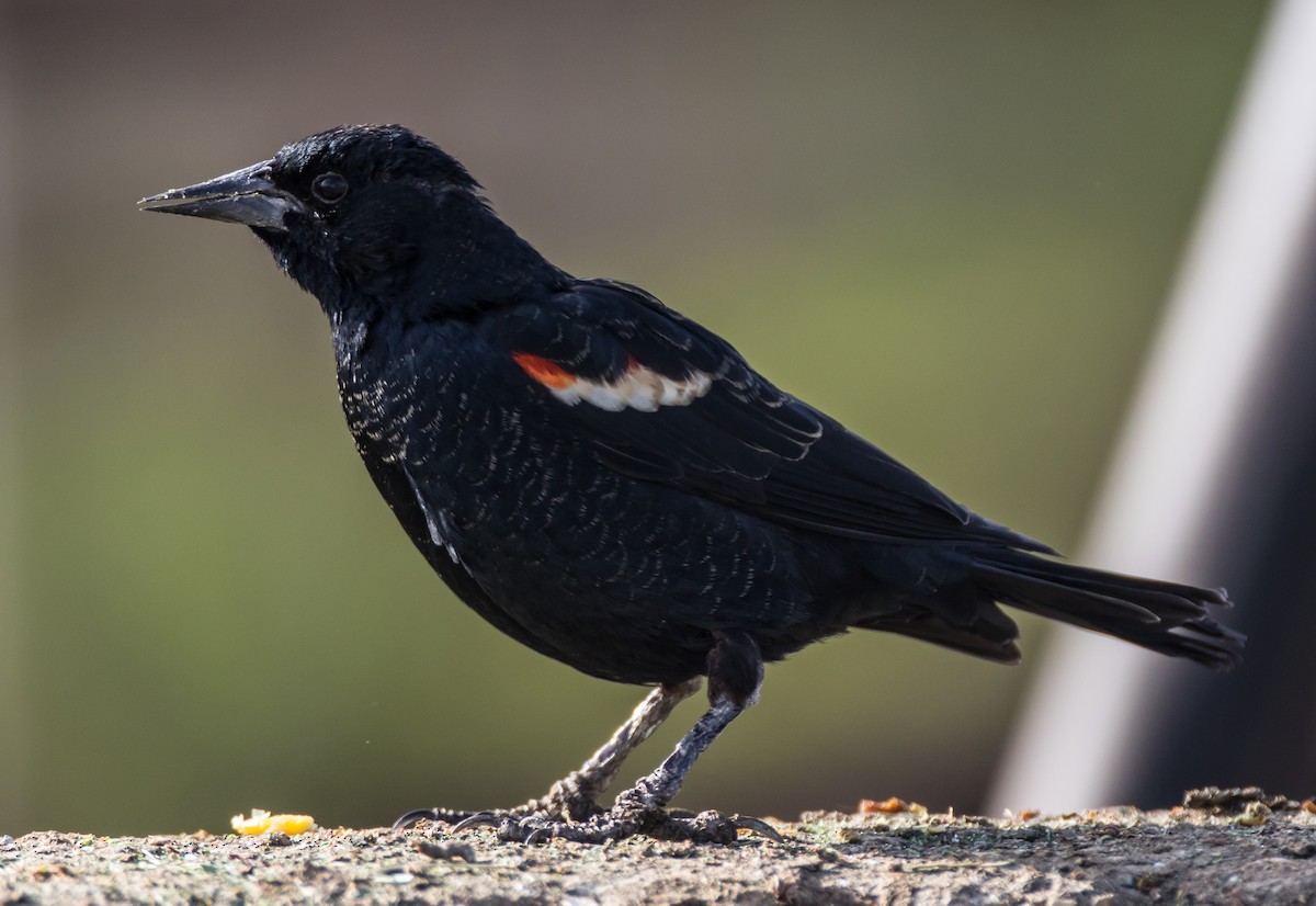 Tricolored Blackbird - ML77720221