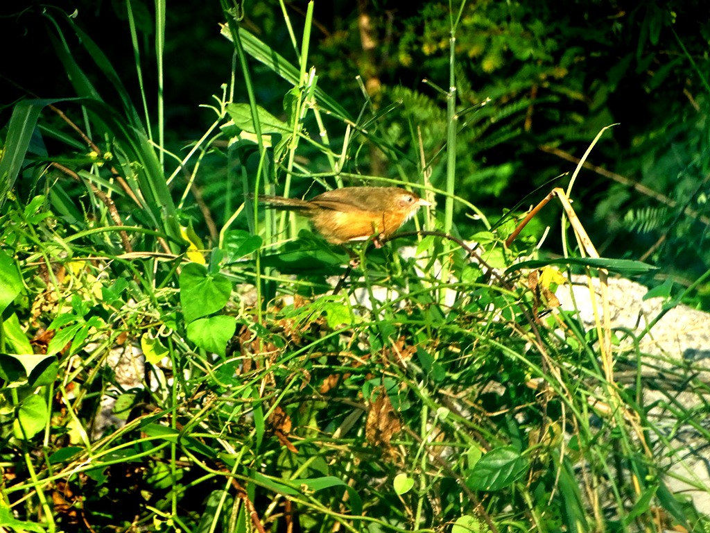 Tawny-bellied Babbler - ML77721351