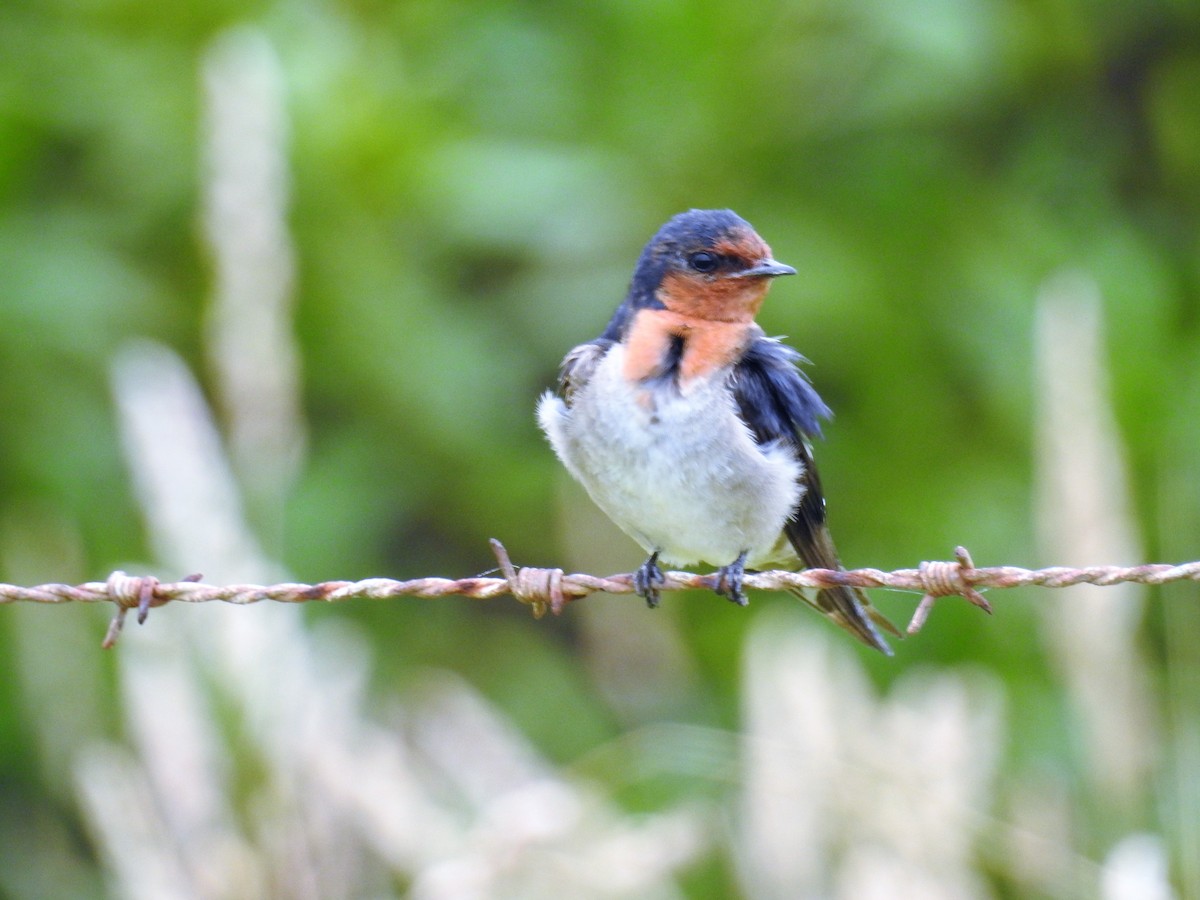 Golondrina Australiana - ML77721681