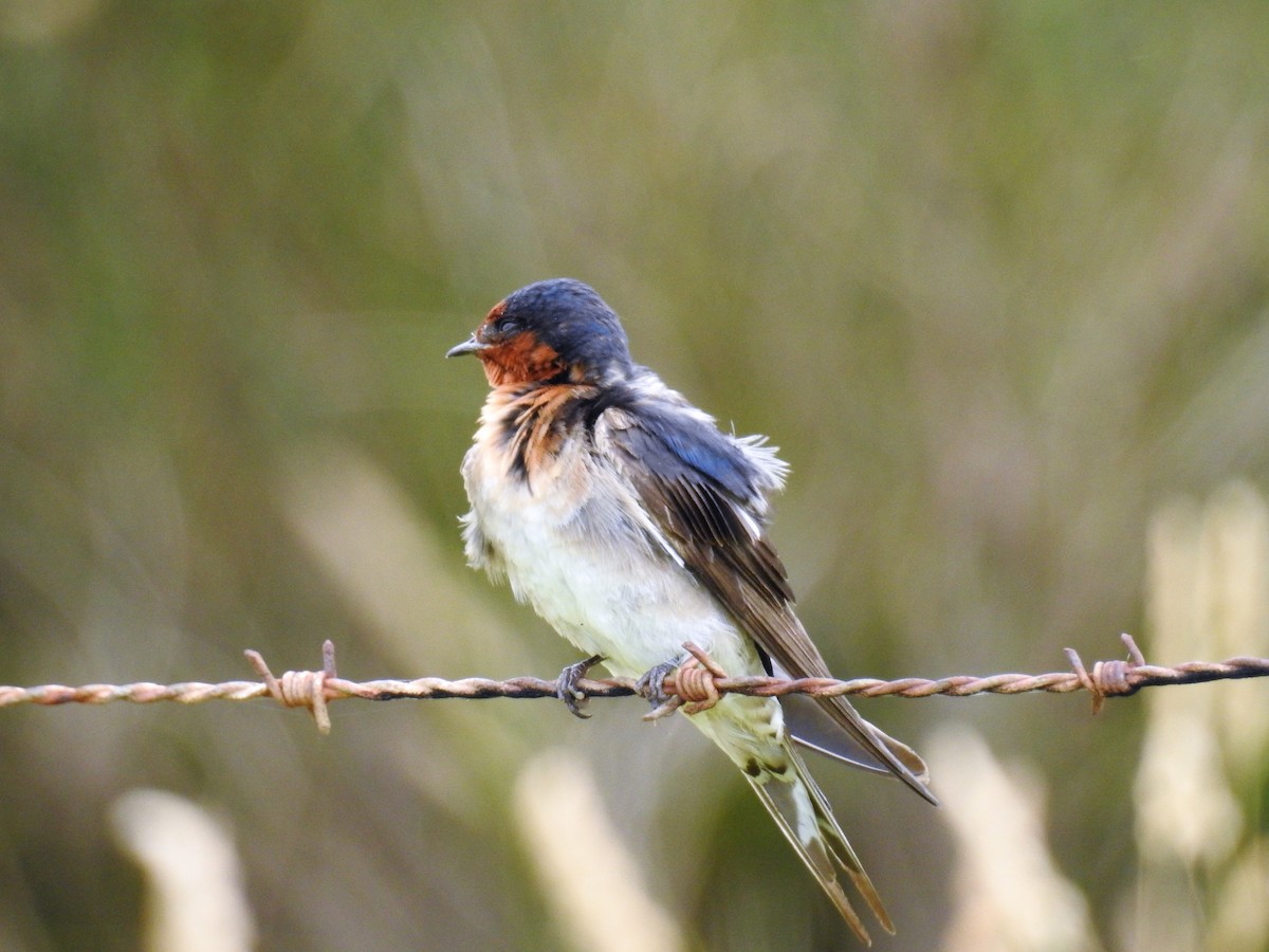 Golondrina Australiana - ML77721691