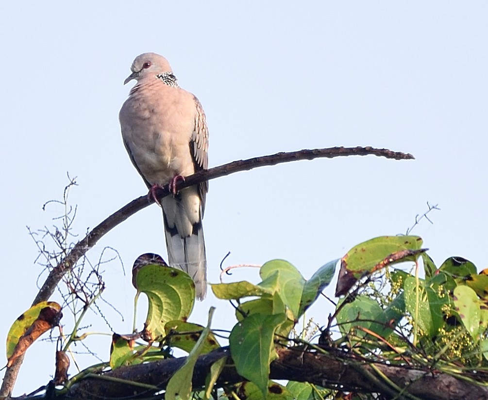 珠頸斑鳩 - ML77722731