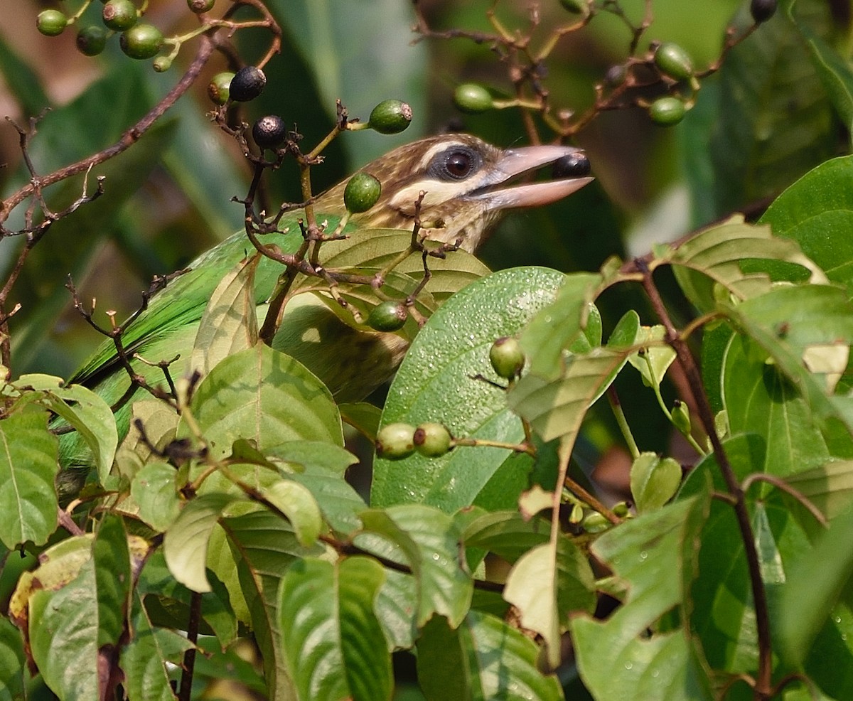 White-cheeked Barbet - ML77723051