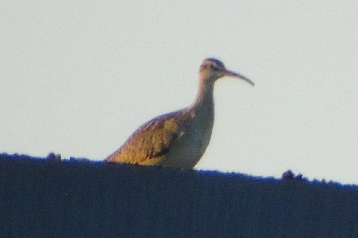 Whimbrel - ML77724431