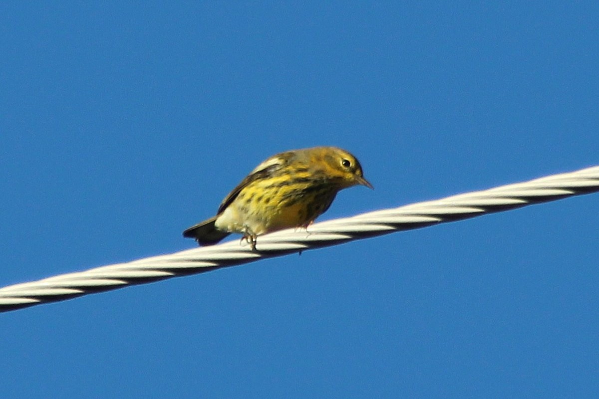 Cape May Warbler - Robert Keereweer