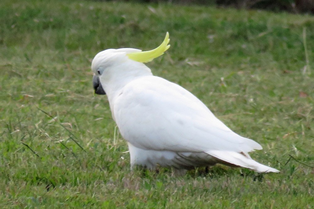 Sulphur-crested Cockatoo - ML77724691