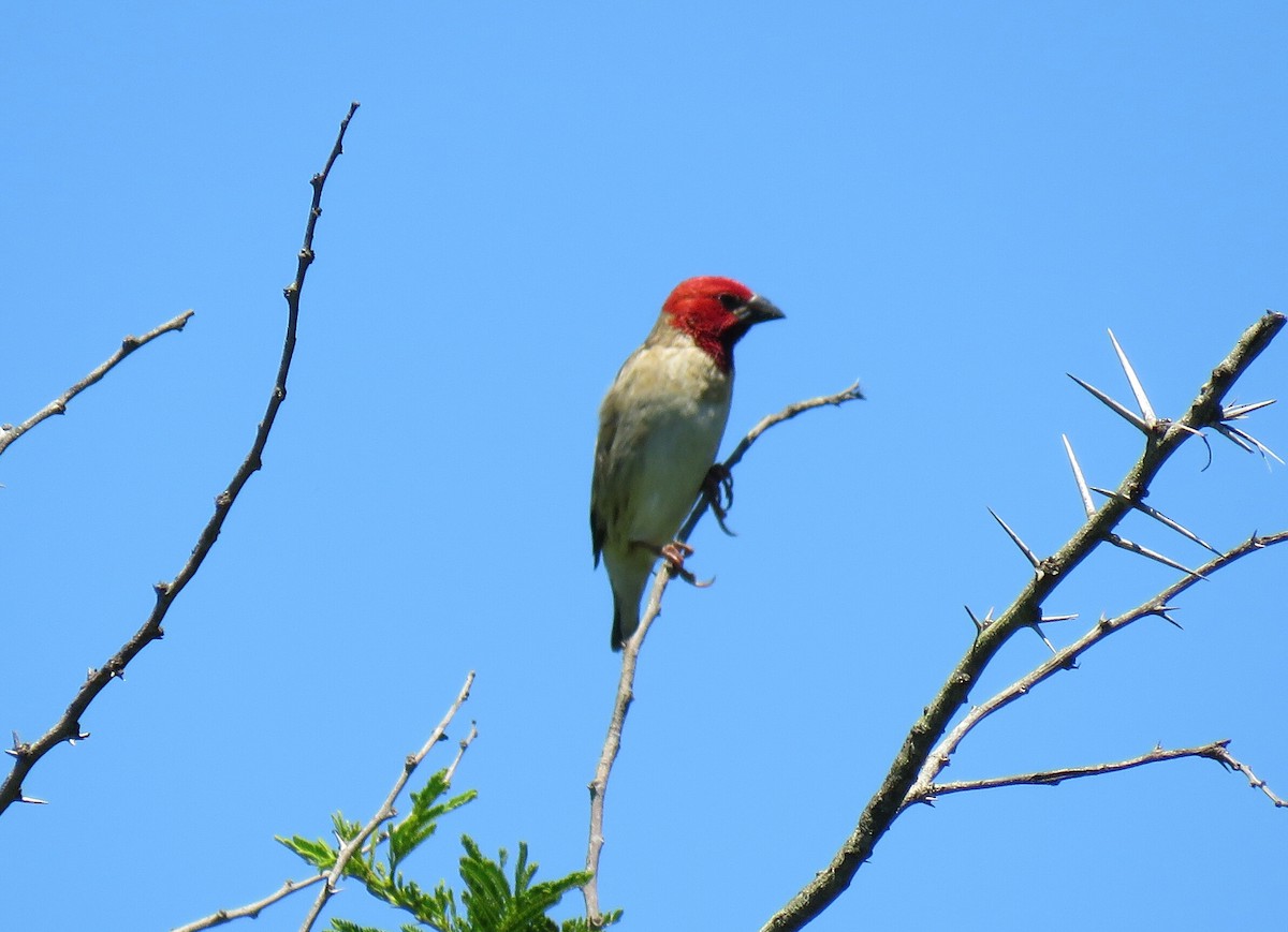 Red-headed Quelea - Brad Arthur