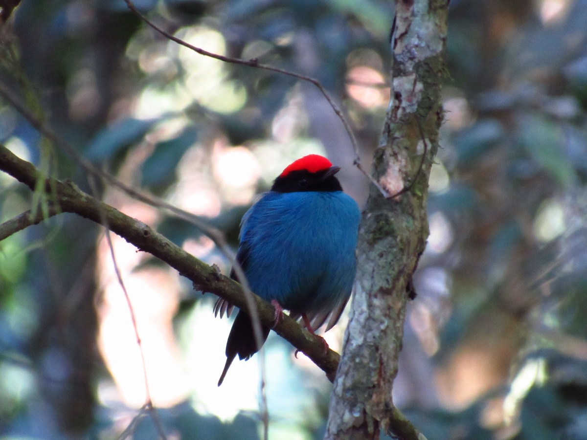 Swallow-tailed Manakin - Victor Vale