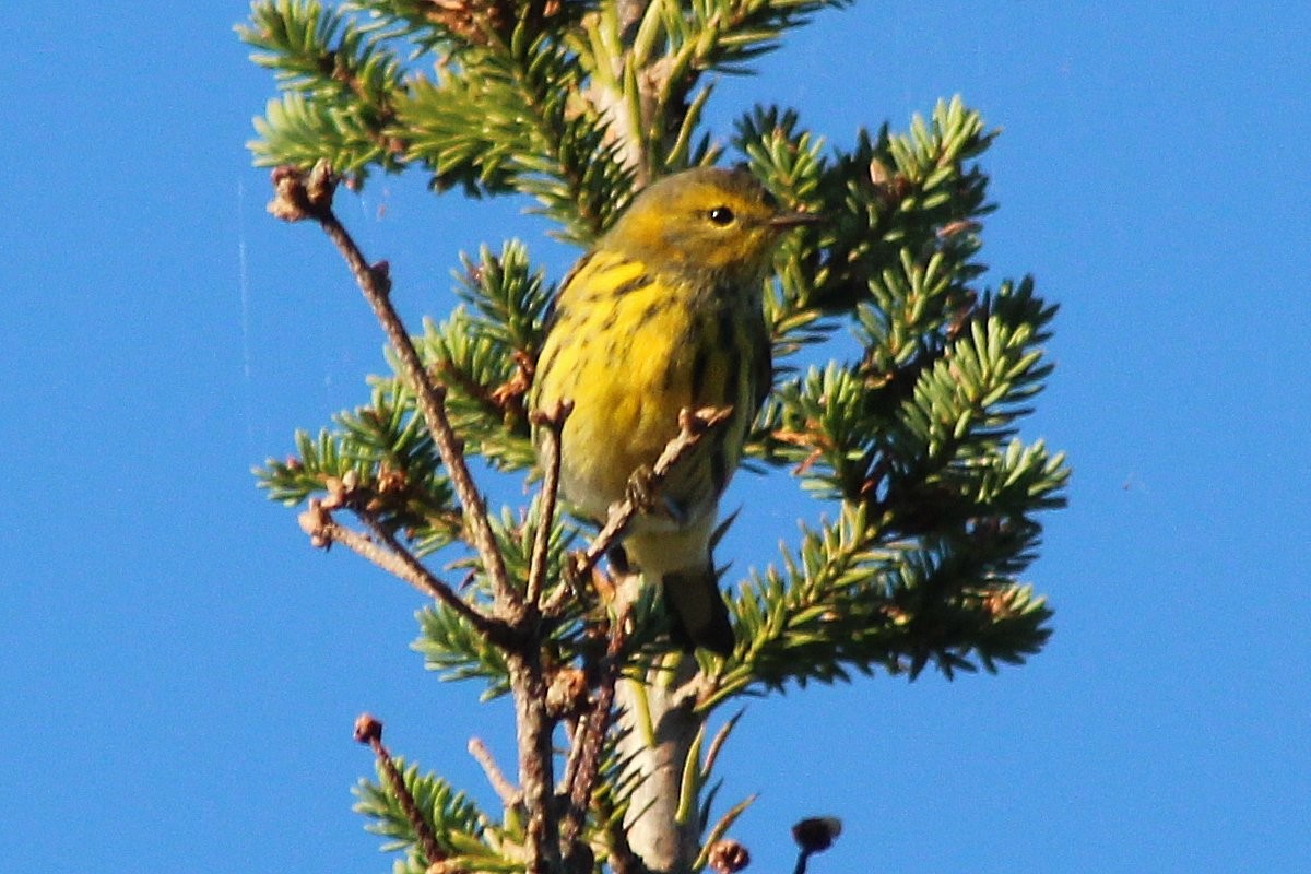 Cape May Warbler - Sandi Keereweer