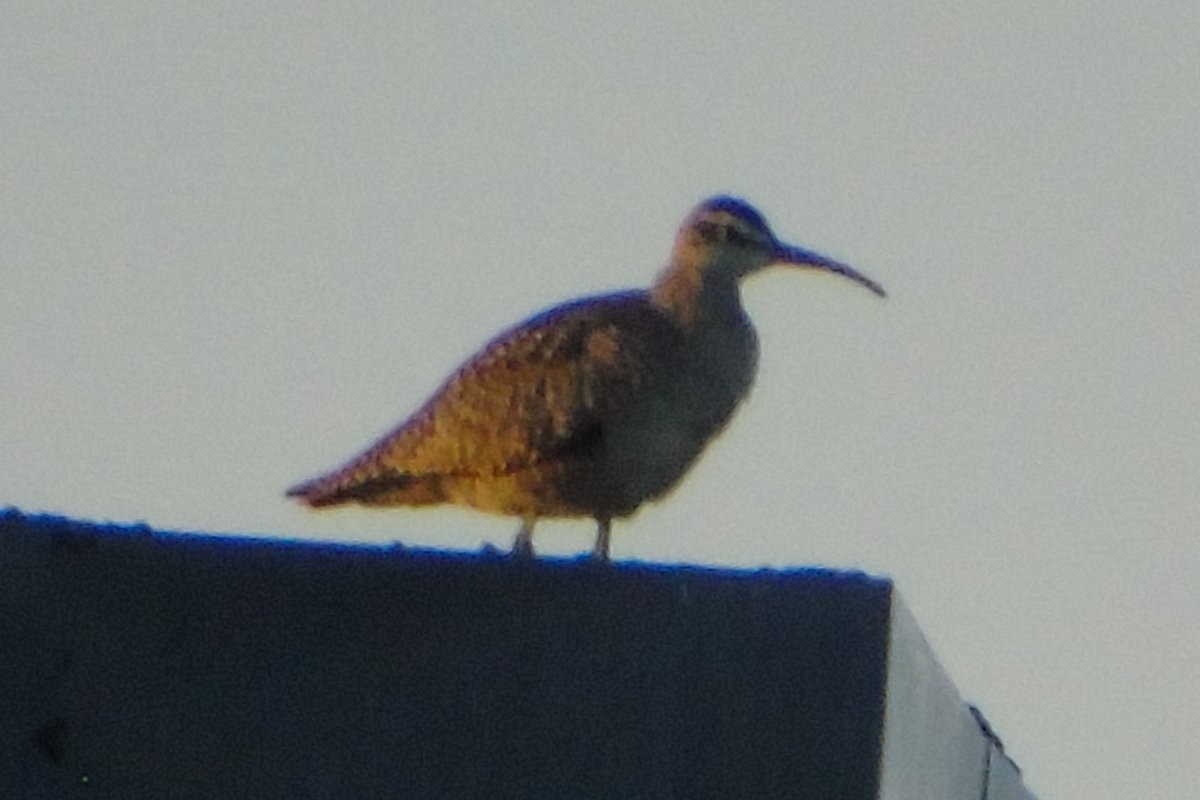 Whimbrel - Sandi Keereweer