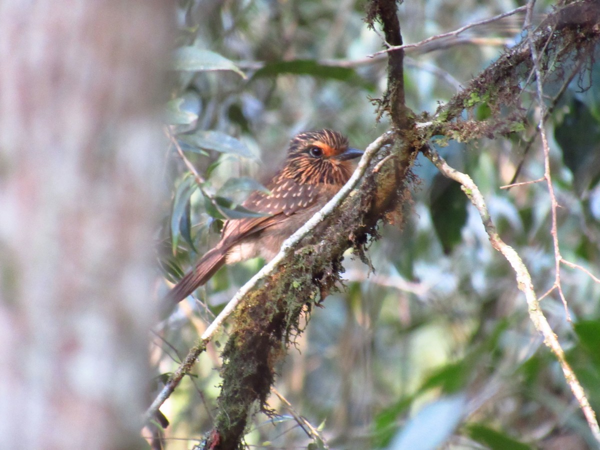 Crescent-chested Puffbird - Victor Vale