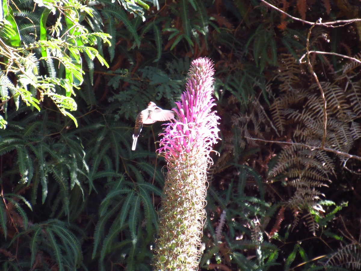 Planalto Hermit - Victor Vale