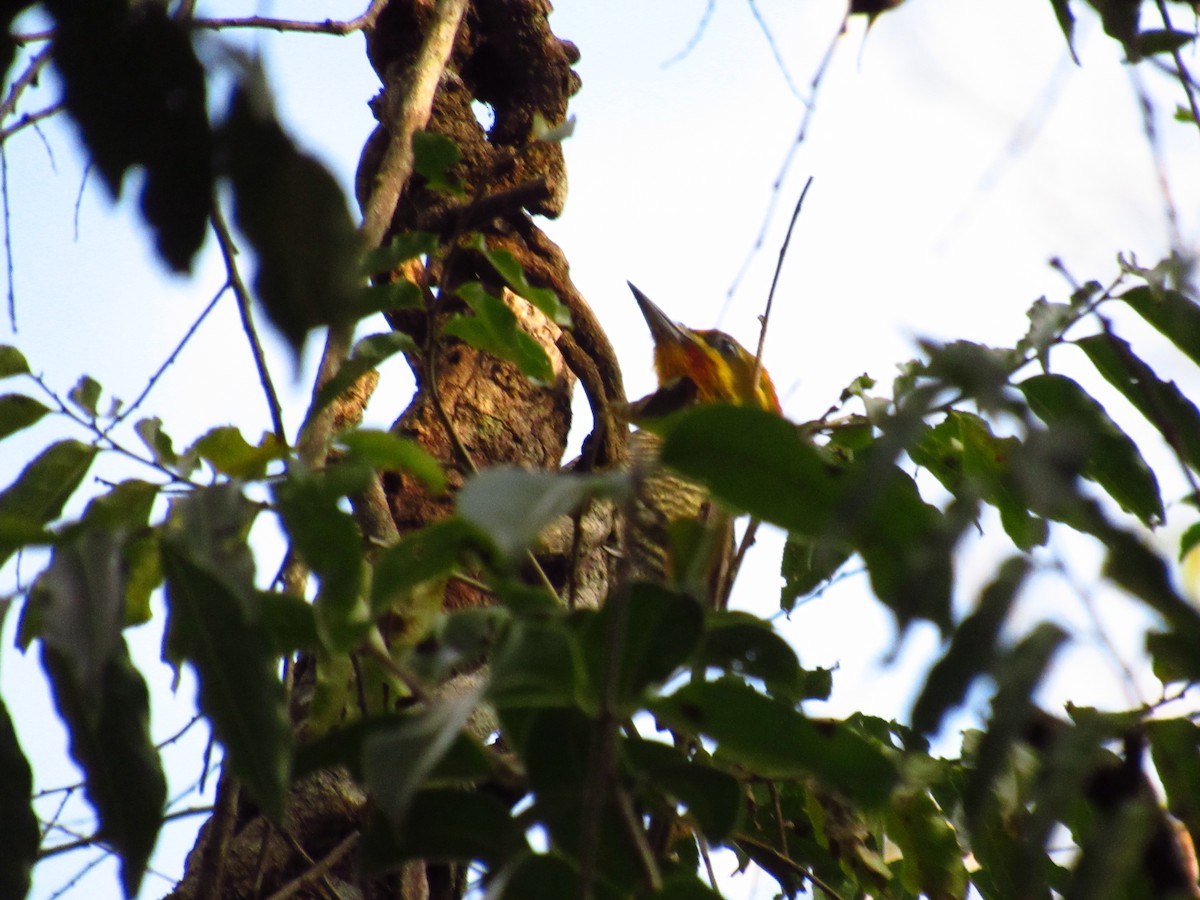 White-browed Woodpecker - ML77726651