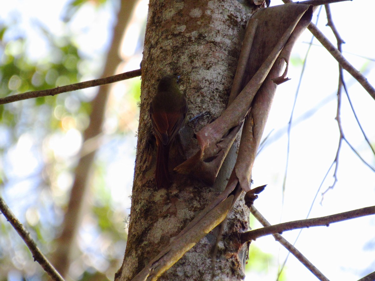 Olivaceous Woodcreeper - Victor Vale