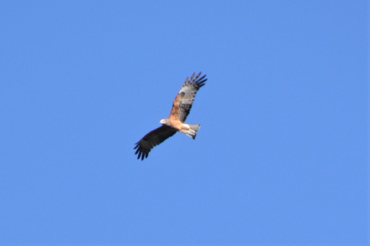 Square-tailed Kite - ML77728111