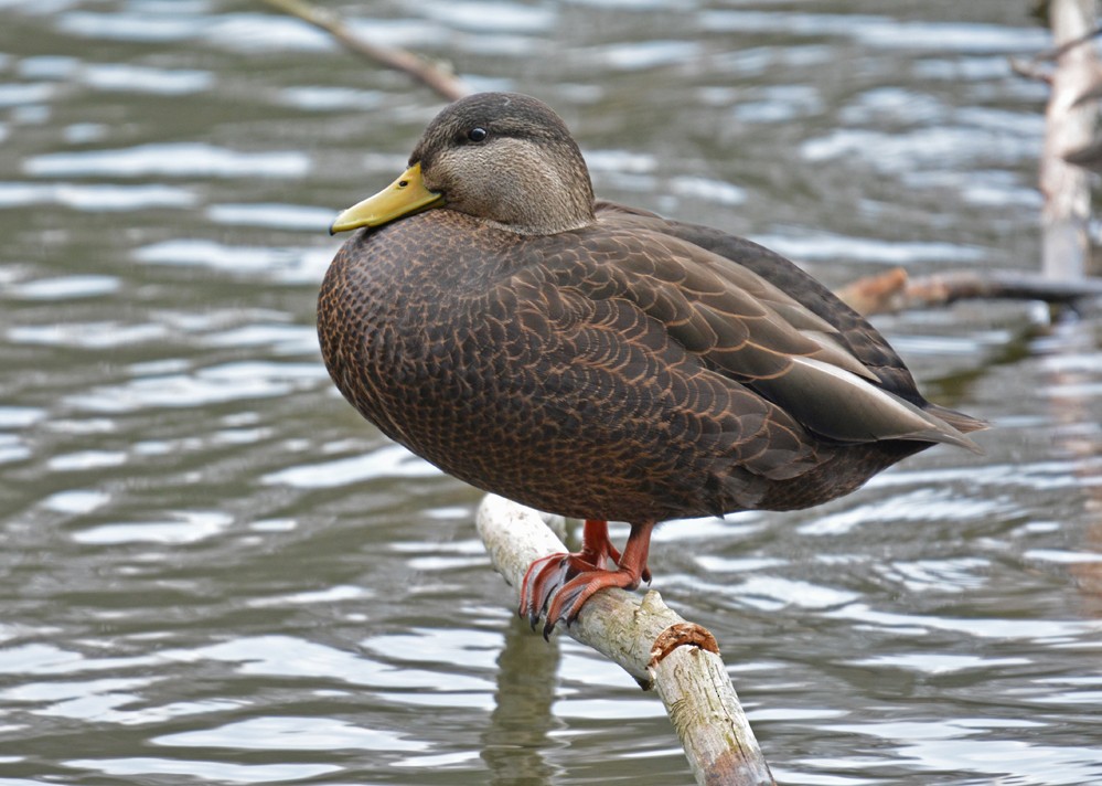 American Black Duck - ML77729601