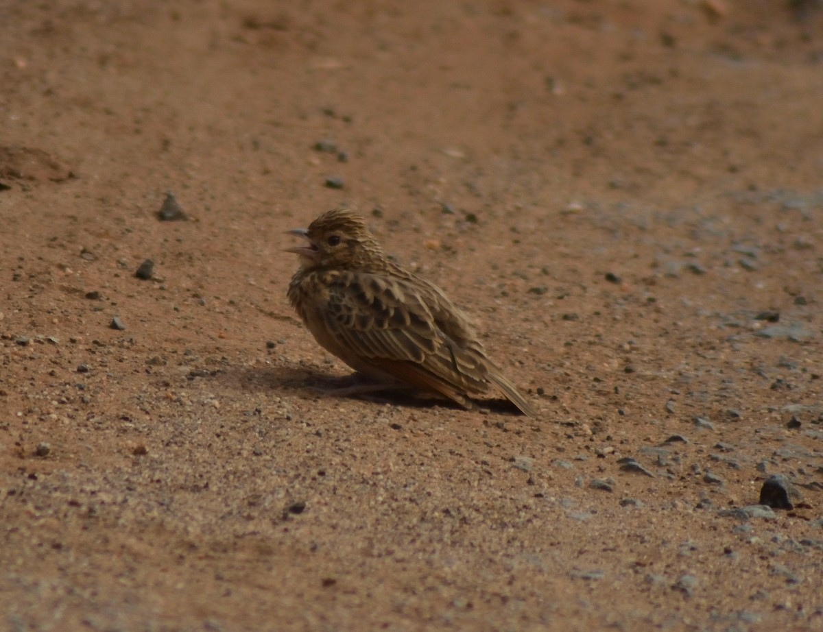 Jerdon's Bushlark - Karthikeyan G B