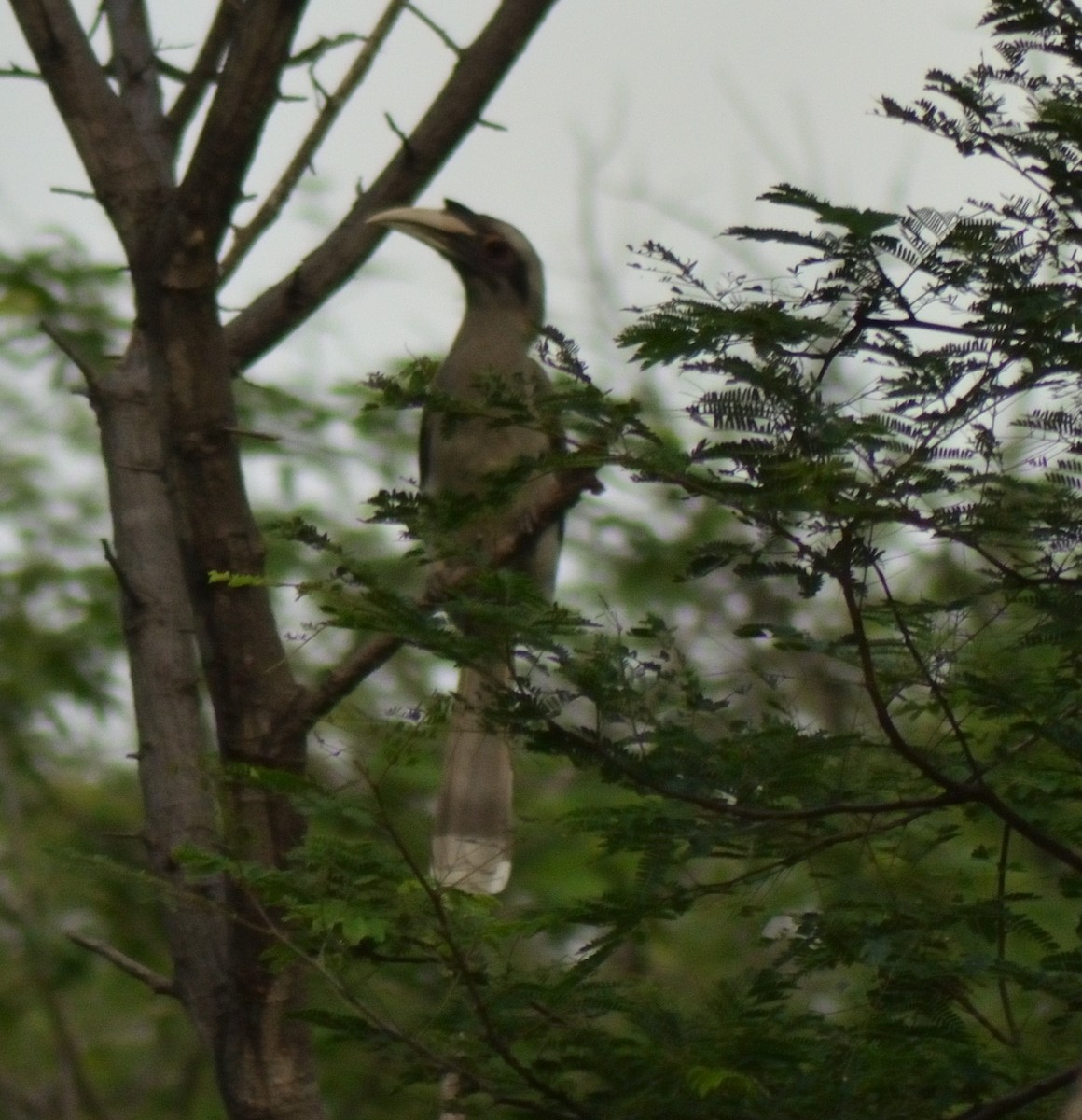 Indian Gray Hornbill - Karthikeyan G B