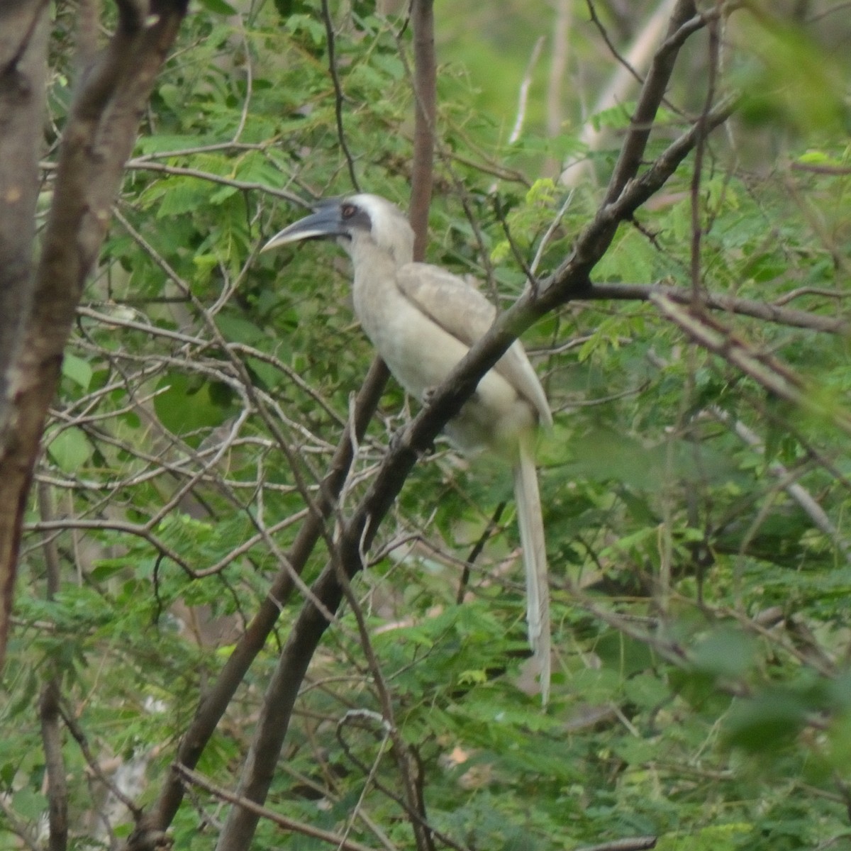 Indian Gray Hornbill - Karthikeyan G B