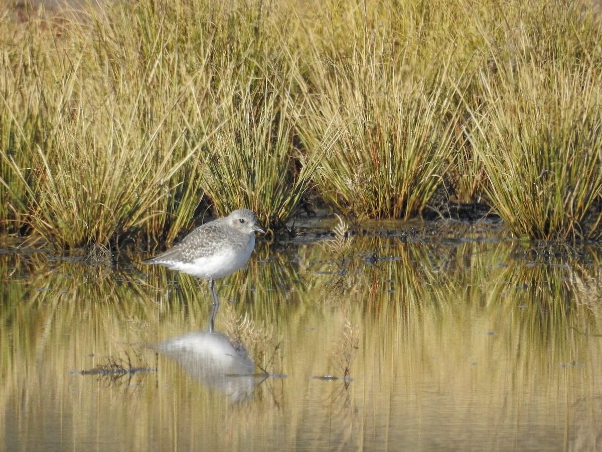 Black-bellied Plover - ML77730581