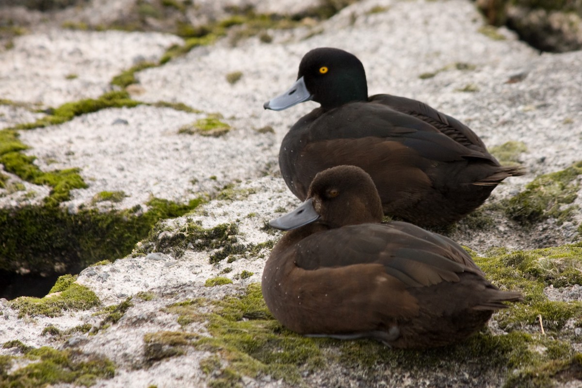 New Zealand Scaup - Bastiaan Notebaert