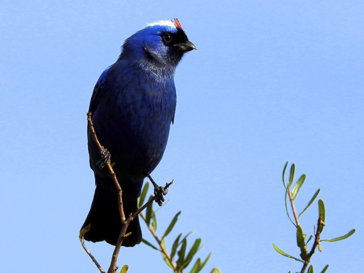 Diademed Tanager - Carlos Crocce