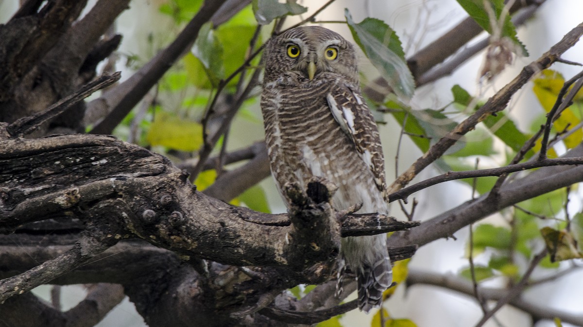 Asian Barred Owlet - ML77731461