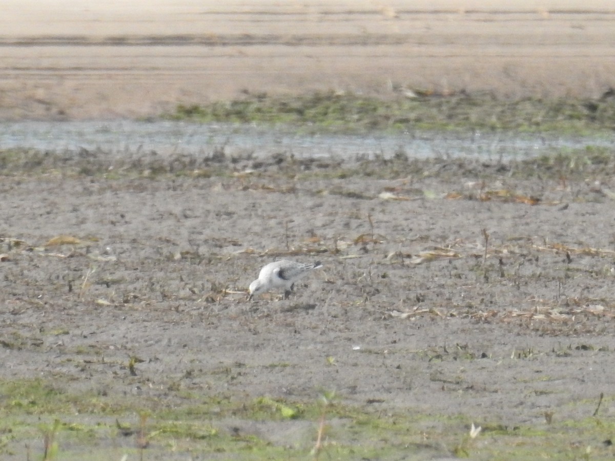 Bécasseau sanderling - ML77732291