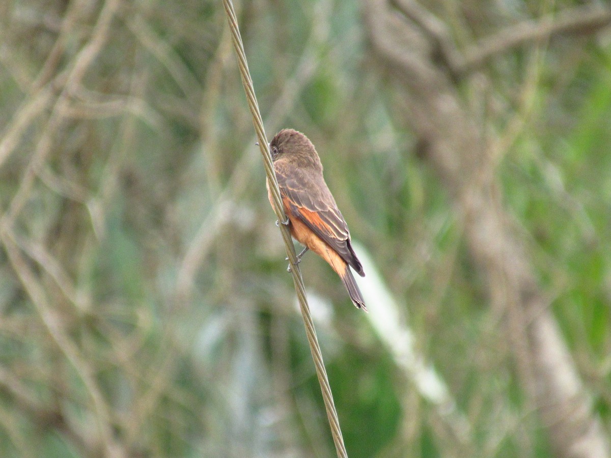 Cliff Flycatcher - Victor Vale