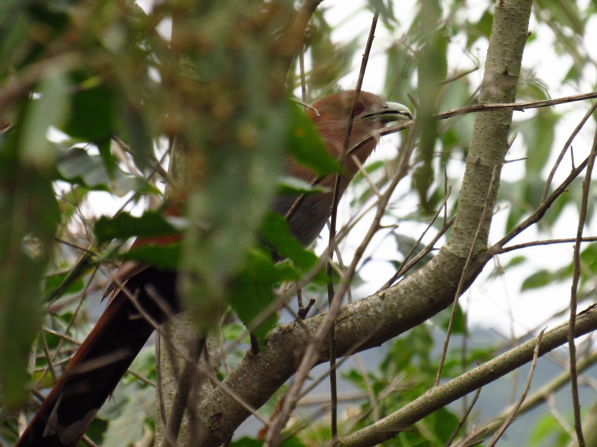 Squirrel Cuckoo - ML77732561