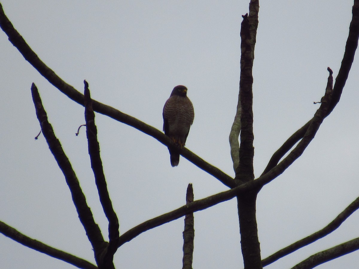 Roadside Hawk - ML77732581