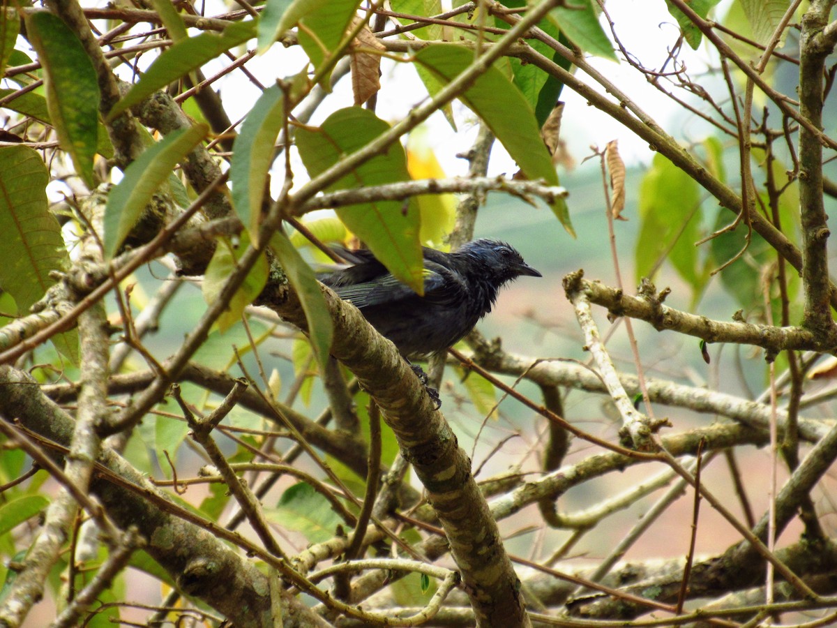 Golden-chevroned Tanager - Victor Vale