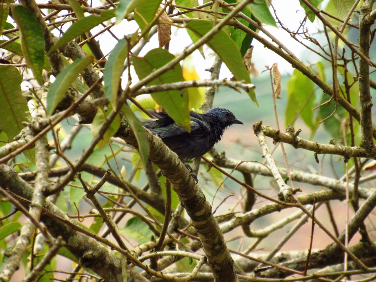 Golden-chevroned Tanager - ML77732831