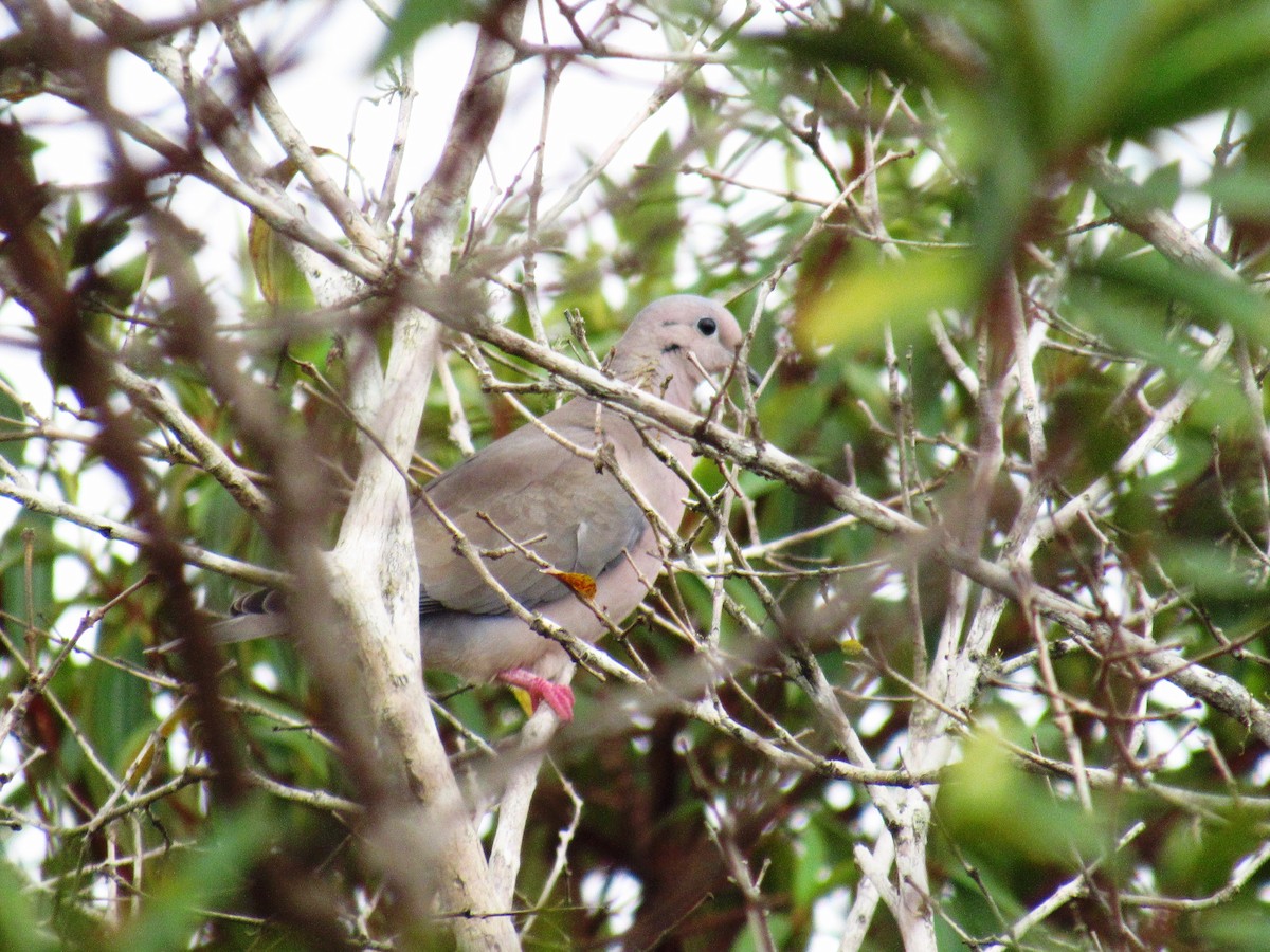 Eared Dove - ML77733021