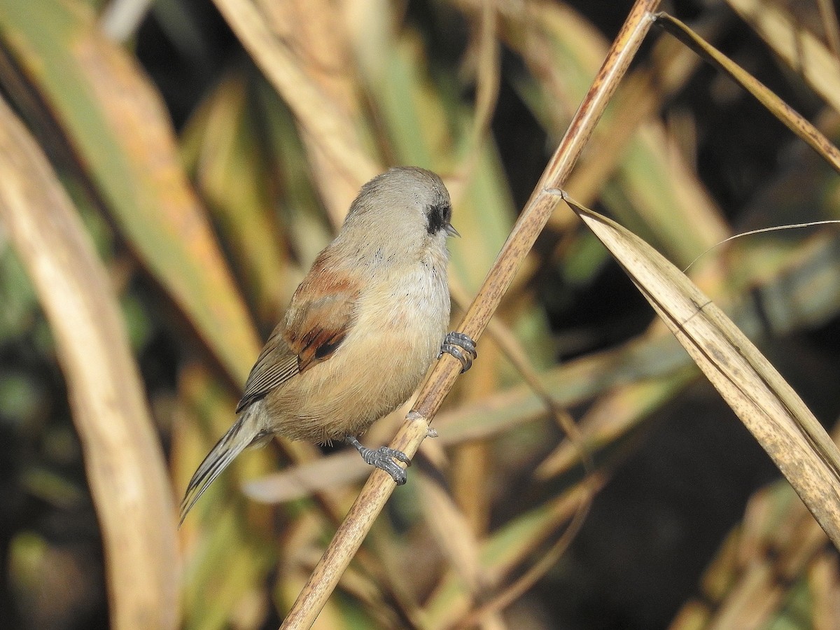 Eurasian Penduline-Tit - Daniel Raposo 🦅