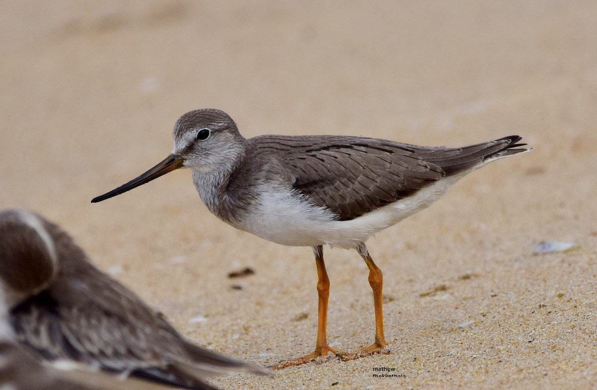 Terek Sandpiper - mathew thekkethala