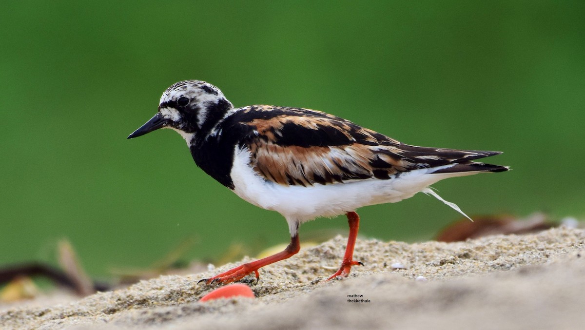 Ruddy Turnstone - mathew thekkethala