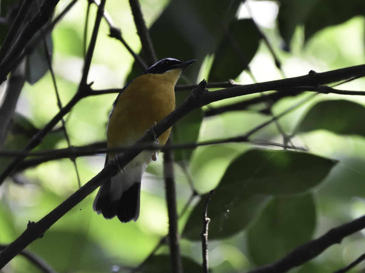 Indian Blue Robin - Sandip Telang