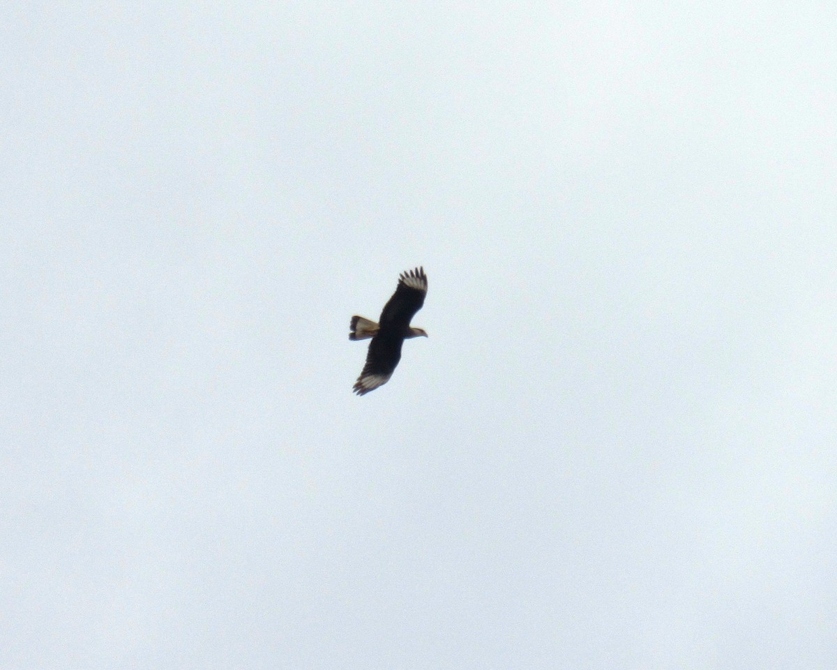 Caracara huppé (plancus) - ML77733791