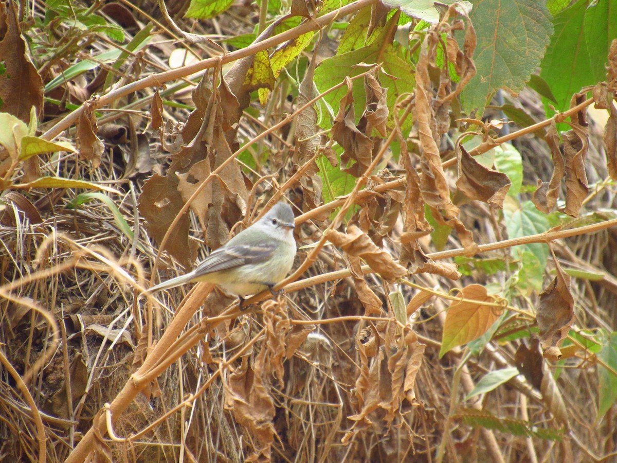 Southern Beardless-Tyrannulet - ML77733911