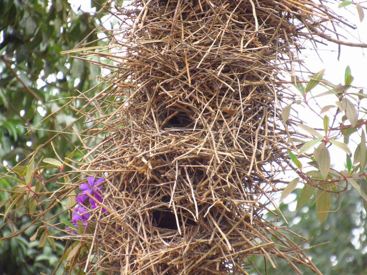 Rufous-fronted Thornbird - ML77733941