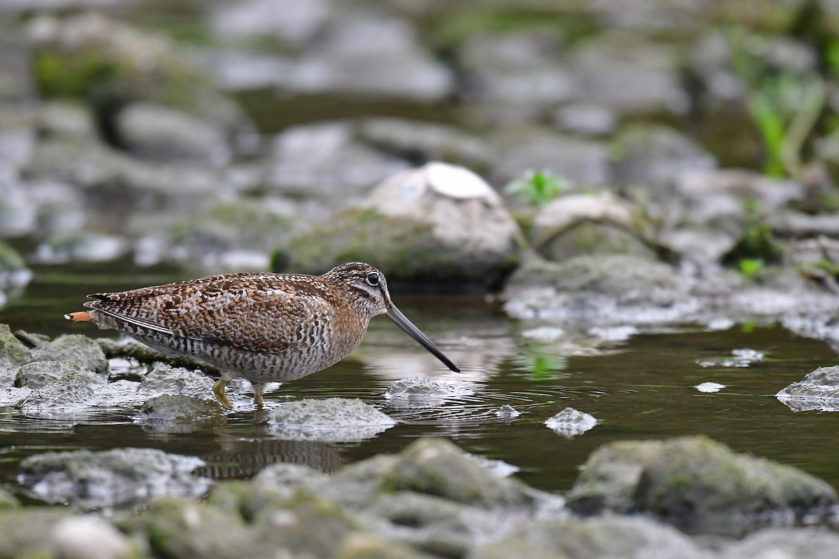 Solitary Snipe - Albert Tsai