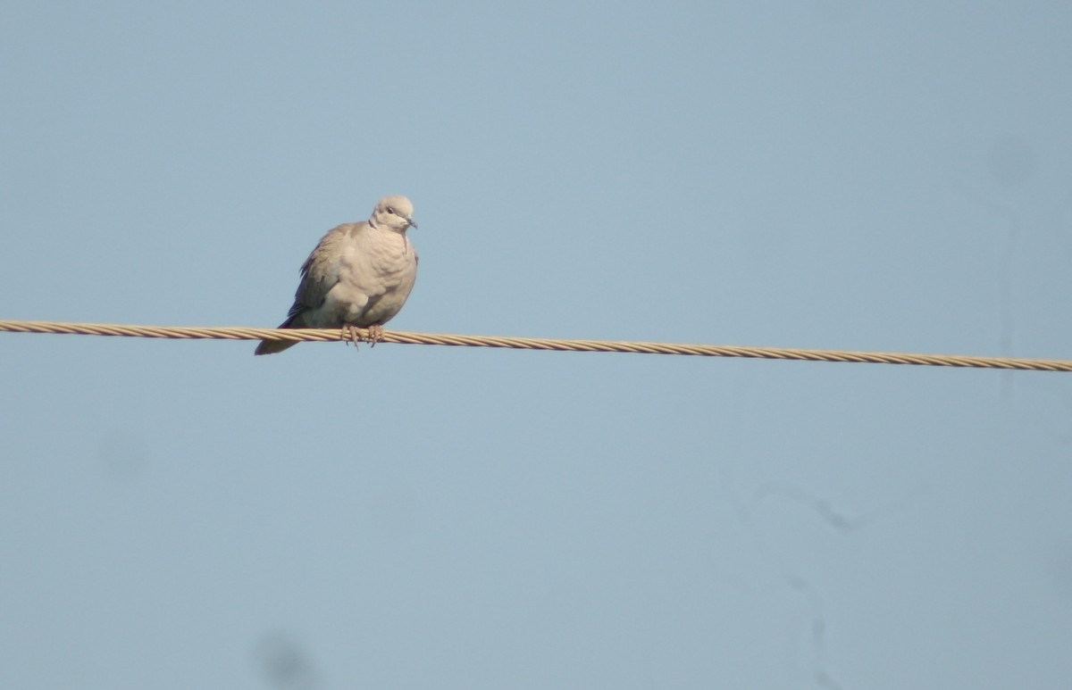 Eurasian Collared-Dove - ML77734681
